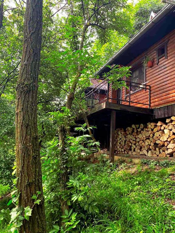Fruška gora smeštaj – Brvnara u krošnji drveta